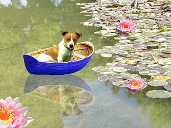 The Boat Is Back In Town, dog, boat, puppy, lake HD wallpaper