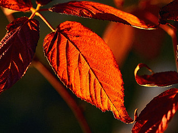 Autumn leaf, season, red, autumn, leaf, nature HD wallpaper