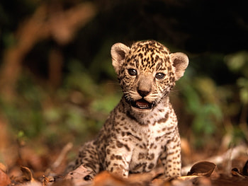 Animals, Leopards HD wallpaper