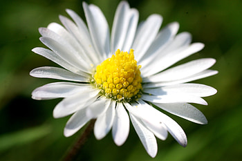 Camomile, Flower, Macro, Petals, Chamomile, Small HD wallpaper
