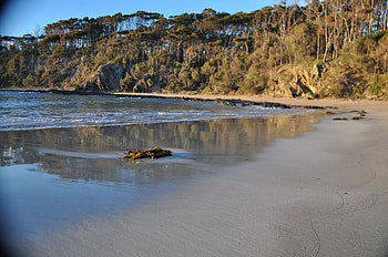 Rosedale Beach, Australia, trees, reflection, water, beach HD wallpaper