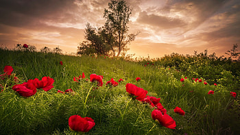 Meadow with Peonies, Bulgaria, field, blossoms, trees, colors, clouds, sky, spring, sunset, landscape HD wallpaper