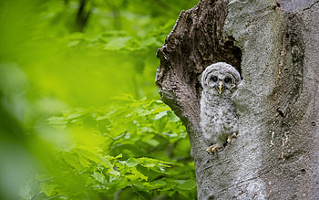 Owl, animal, bird, tree HD wallpaper