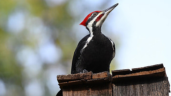 Pileated woodpecker, Animal of the day, Nature's marvel, Unique creature HD wallpaper
