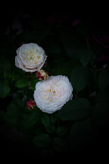 Flowers, Roses, Bush, Buds HD phone wallpaper