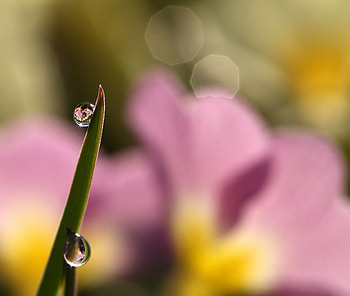 Water, Grass, Drops, Macro, Focus HD wallpaper