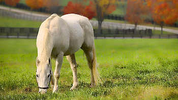 Animals, Food, Grass, Stroll, Horse HD wallpaper