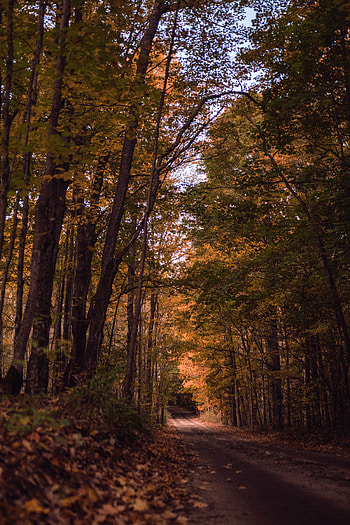 Nature, Trees, Autumn, Road, Forest, Path HD phone wallpaper