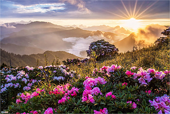 Aurora and flower field, pretty, flower, nature, mountain, aurora, hill, nice HD wallpaper
