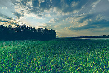Nature, Trees, Grass, Lake, Evening HD wallpaper