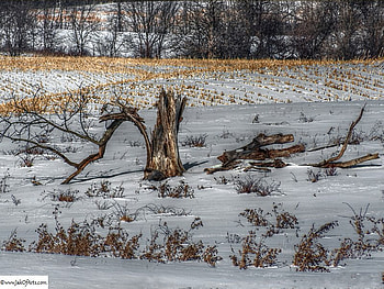 Snag, winter, field, snow, landscape, cold, tree HD wallpaper