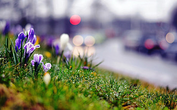 Flowers, Grass, Summer, Plant, Macro HD wallpaper