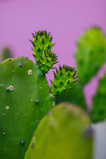 Plant, Macro, Cactus HD phone wallpaper