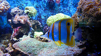 Tropical fish and anemones, , Underwater wonders, Captivating marine life HD wallpaper