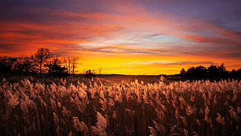 Sunset at Cape Henlopen State Park, Delaware, sky, fall, colors, landscape, trees, usa HD wallpaper