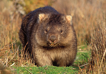 Wombat , Cute animal backgrounds HD wallpaper