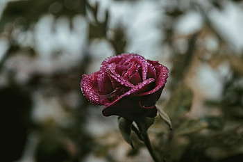 Drops, Macro, Rose Flower, Rose, Bud, Blur, Smooth, Liquid, Moisture HD wallpaper