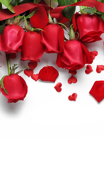 Beautiful Red Rose Flower, Background HD phone wallpaper