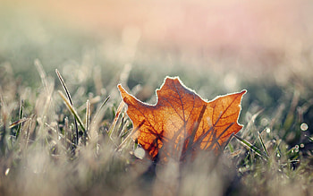 Maple leaf on top grass, Grass macro leaves, Fall , Maple leaf HD wallpaper