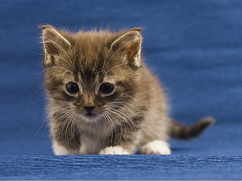 Kitten, cats, cute, animals, kittens HD wallpaper