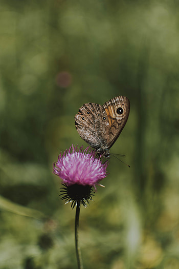 Animals, Flower, Macro, Pattern, Butterfly, Wings HD phone wallpaper