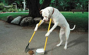 Perfect Dog, dog, joke, funny, trained HD wallpaper