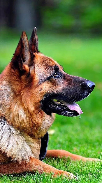 German Shepherd Dog, Grass Background HD phone wallpaper
