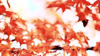 2010 Autunm Leaf in NAIST HD wallpaper