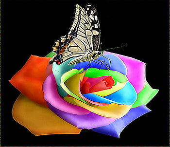 Sitting on a rainbow, rose, yellow black white, rainbow colors, butterfly HD wallpaper
