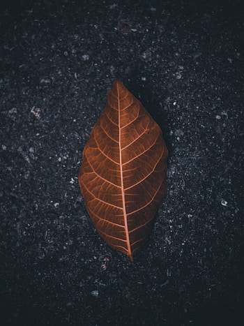 Macro, Asphalt, Brown, Dry, Leaflet HD phone wallpaper