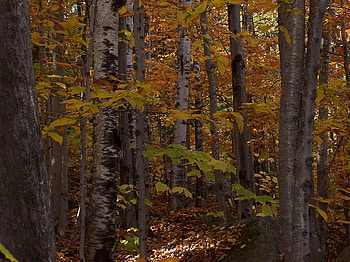autumn in industry, maine, industry, leaves, fall, trees, autumn, maine HD wallpaper