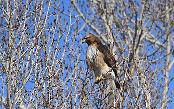 Buzzard, trees, animal, bird HD wallpaper
