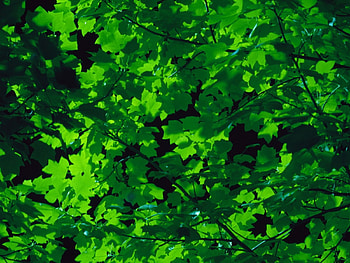Japanese Nature, plants, green HD wallpaper