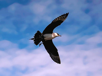 Flying Bird, flying, beautiful, bird HD wallpaper