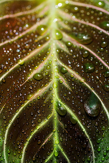 Drops, Macro, Wet, Dew, Leaflet HD phone wallpaper