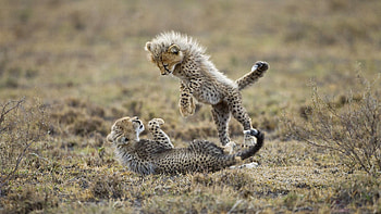 Animals, Grass, Cheetah, Young, Playful, Fight, Cubs HD wallpaper