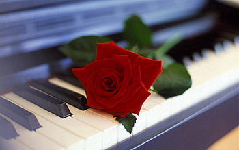 Music, Flowers, Piano, Flower, Rose Flower, Rose HD wallpaper