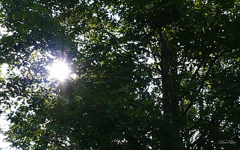 Morning Sunshine, leaves, washington, trees, , sun, forest HD wallpaper