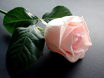 one pink rose, still life, pink, one rose, flowers HD wallpaper
