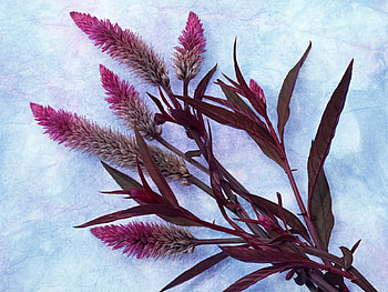 Plants, Flowers HD wallpaper
