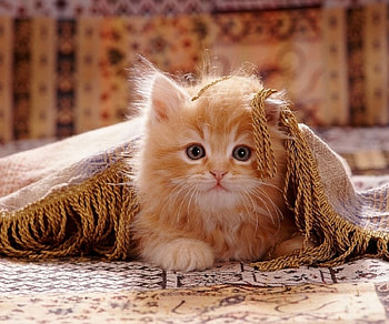 Lovely Kitten, Cat, lovely, Animal, Kitten HD wallpaper