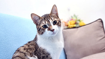 White and Grey Tabby Cat F, animal, wide screen, graphy, pets, cats, beautiful, feline HD wallpaper
