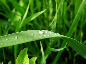 Plants, Grass HD wallpaper