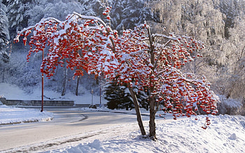 Winter, roe, alleys, nice, fence, snow, trees, care, snowy, house, cold, girl, tree, pretty, light, deer, cottage, lovely, home, ice, countryside, kindness, snowflakes, holiday, warmth, yard, painting, new year, frost, magic, frozen, mood, beautiful, meet, little, park, cabin, christmas, sky, forest, village HD wallpaper