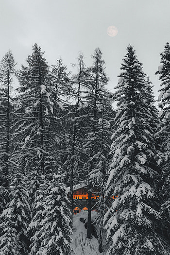 Nature, Trees, Snow, Forest, House HD phone wallpaper