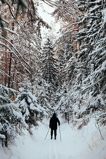 Winter, Snow, Miscellanea, Miscellaneous, Forest, Human, Person, Skier, Skiing HD phone wallpaper
