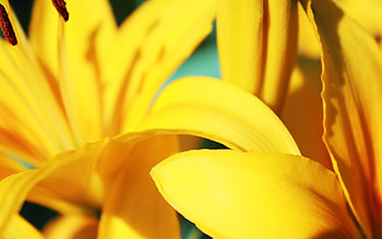 Flowers, Macro, Petals, Stripes, Streaks HD wallpaper