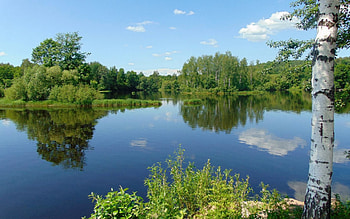 Lake in Latvia, birch, reflection, Latvia, calm, lake HD wallpaper