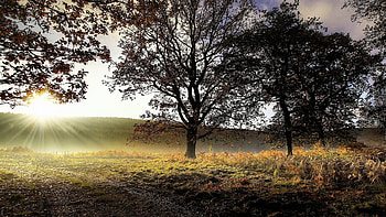 sunrise on the field, grass, field, sunrise, tree HD wallpaper