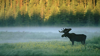 Yellowstone National Park, Misty wonderland, Standing in awe, Majestic HD wallpaper